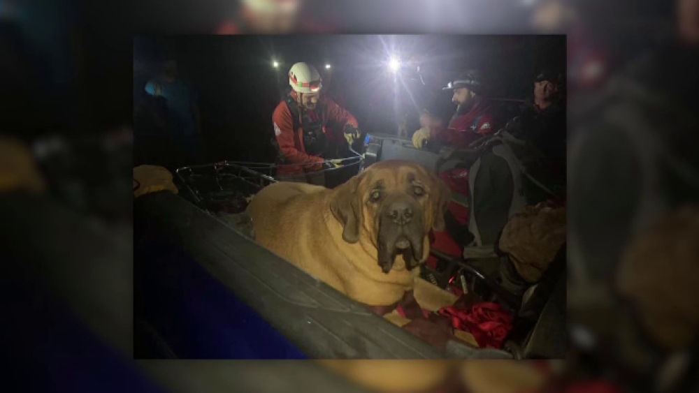 Un câine gigant a fost salvat de pe munte, după ce a leșinat din cauza oboselii - Imaginea 1
