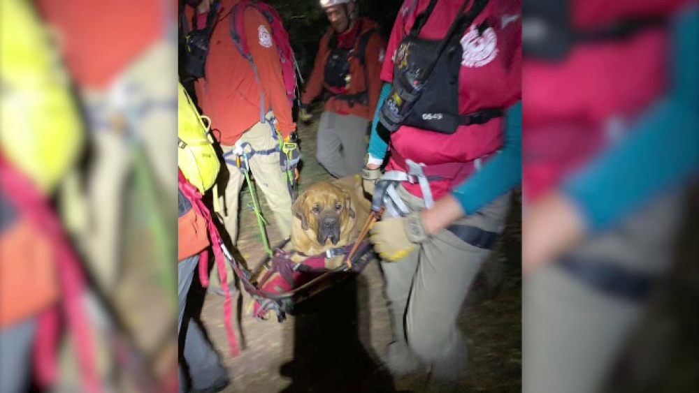 Un câine gigant a fost salvat de pe munte, după ce a leșinat din cauza oboselii - Imaginea 2