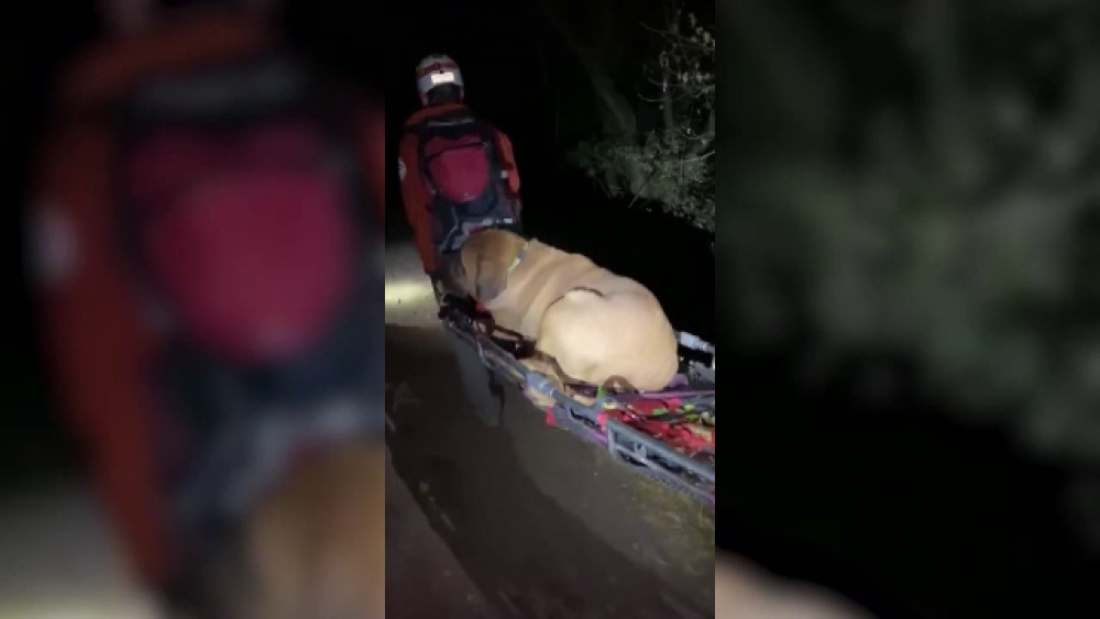 Un câine gigant a fost salvat de pe munte, după ce a leșinat din cauza oboselii - Imaginea 4