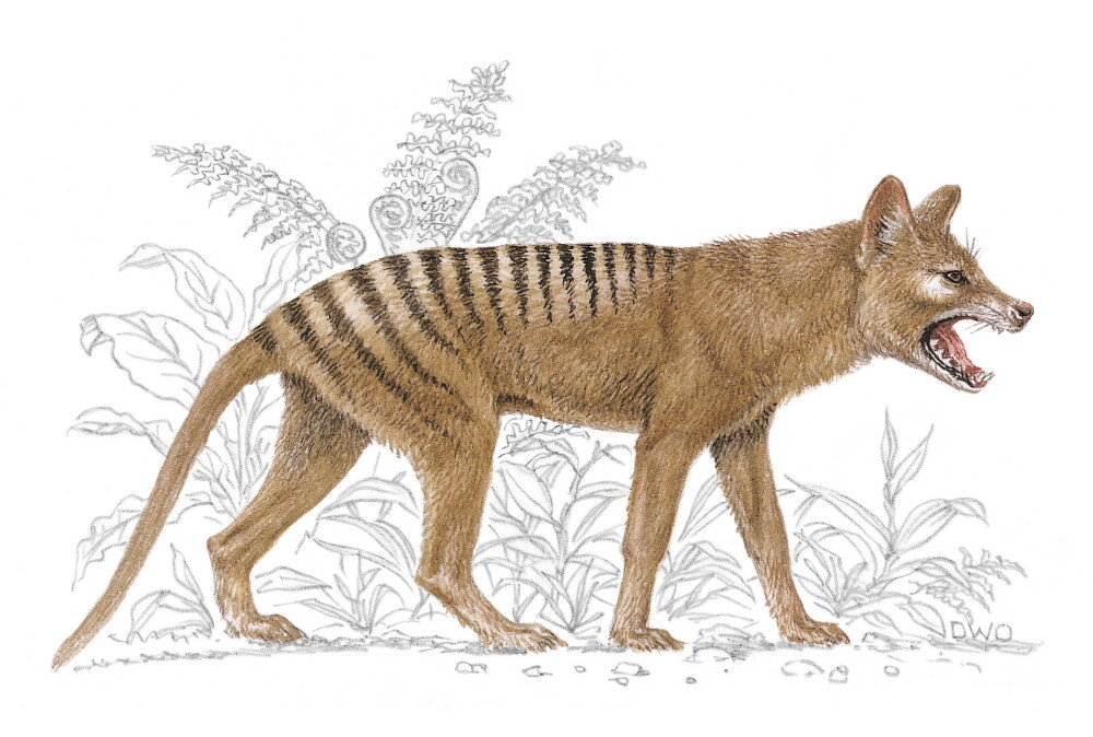 O creatură care ar fi dispărut în urmă cu zeci de ani, zărită de australieni în zone locuite - Imaginea 5