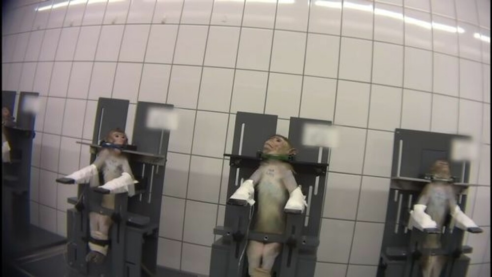 Imagini șocante într-un laborator din Germania. Maimuțe torturate în experimente - Imaginea 5