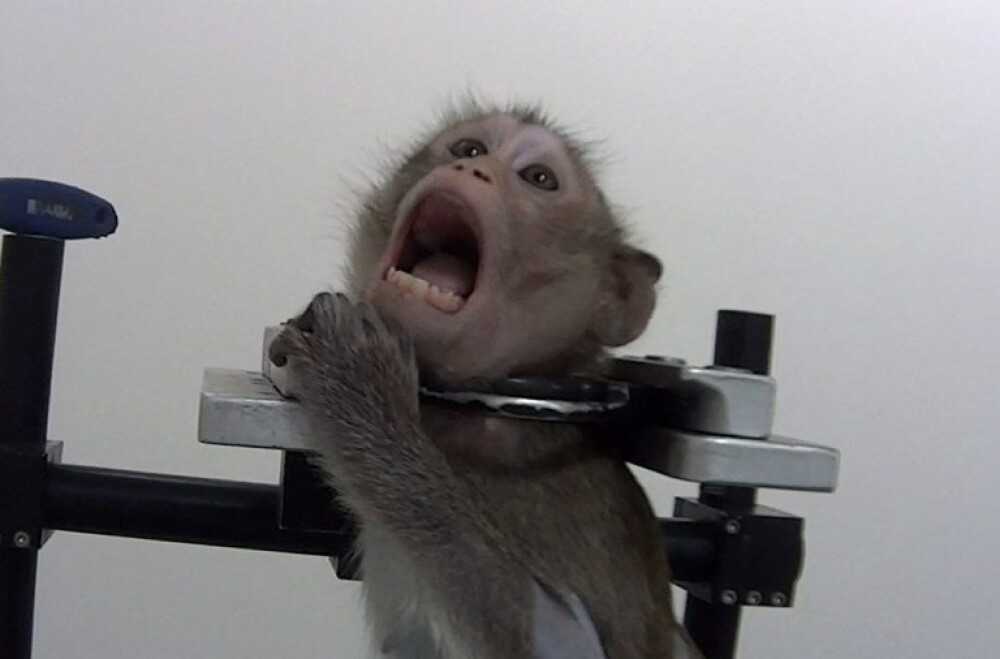 Imagini șocante într-un laborator din Germania. Maimuțe torturate în experimente - Imaginea 4