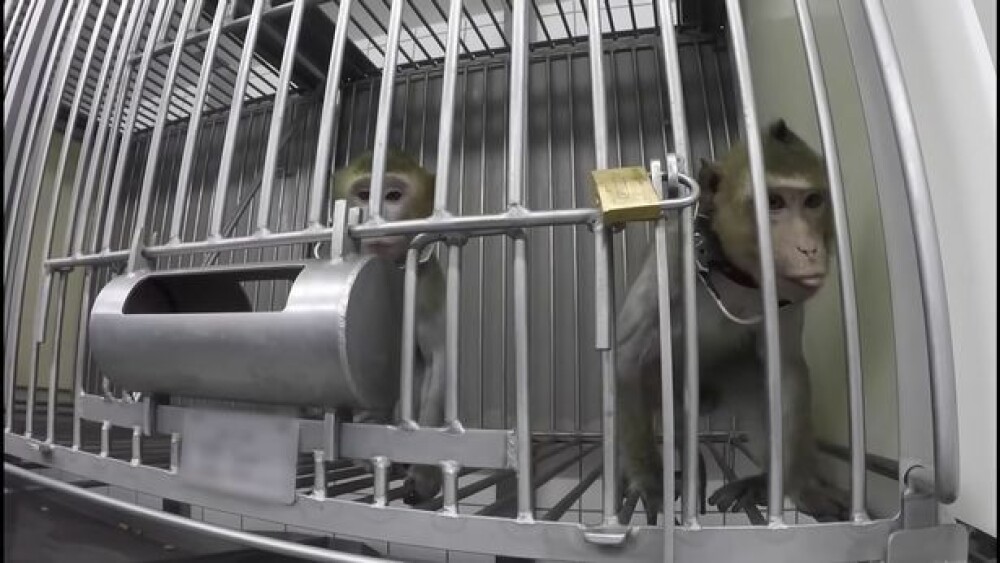 Imagini șocante într-un laborator din Germania. Maimuțe torturate în experimente - Imaginea 3