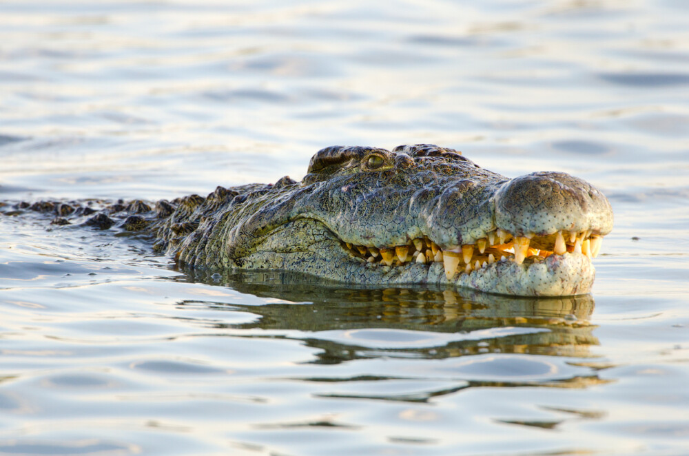 Pescar, atacat și înghițit de un crocodil. Ce au găsit autoritățile în stomacul reptilei. GALERIE FOTO - Imaginea 1