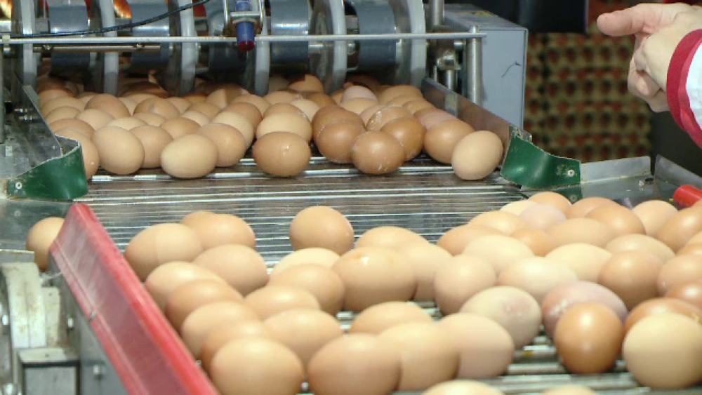 Românii, în topul consumatorilor de ouă. „Nu contează calitatea, contează doar prețul” - Imaginea 1