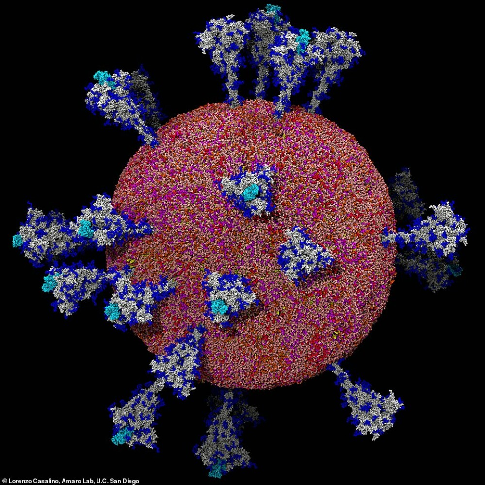 Imagini inedite cu noul coronavirus la microscop. Cum arată acum virusul care a făcut ravagii în lume. GALERIE FOTO - Imaginea 15