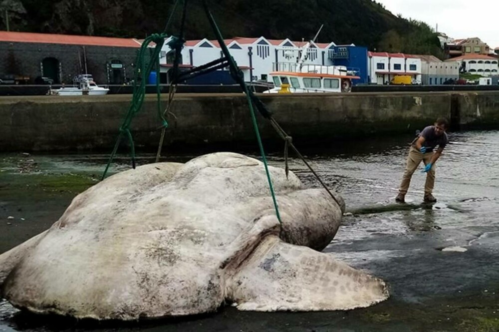 Creatura găsită pe o plajă din Europa. Are 3 tone și a doborât un record - Imaginea 1