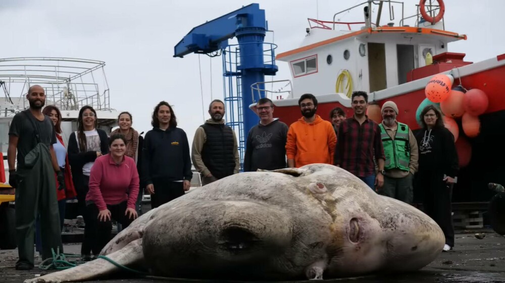 Creatura găsită pe o plajă din Europa. Are 3 tone și a doborât un record - Imaginea 3