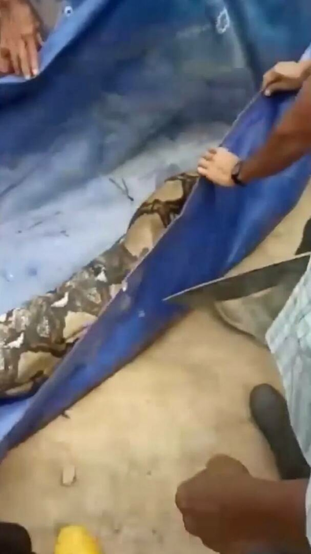O bunică a fost înghițită cu totul de un șarpe imens. Cum a fost găsită. GALERIE FOTO - Imaginea 9