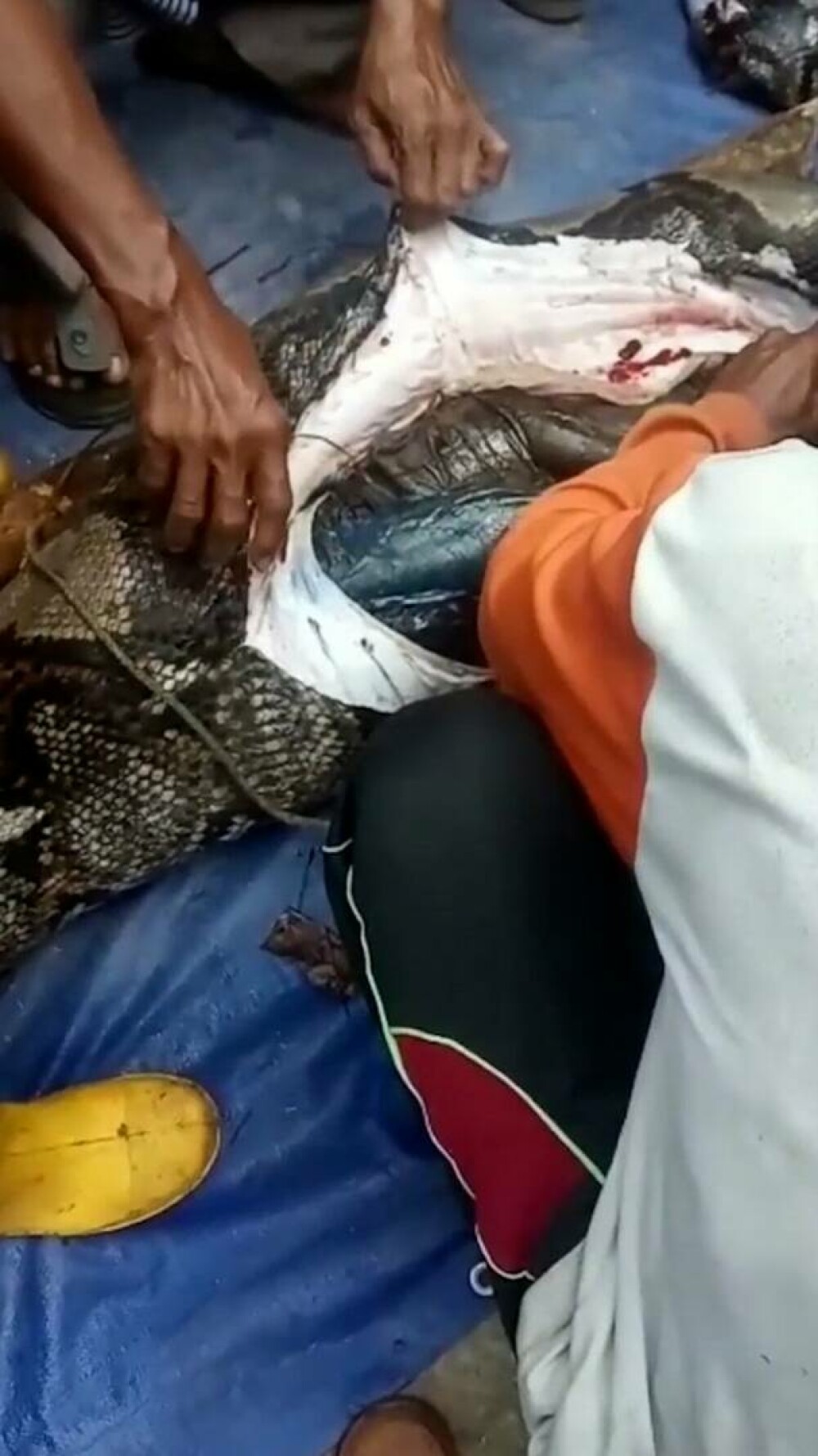 O bunică a fost înghițită cu totul de un șarpe imens. Cum a fost găsită. GALERIE FOTO - Imaginea 15
