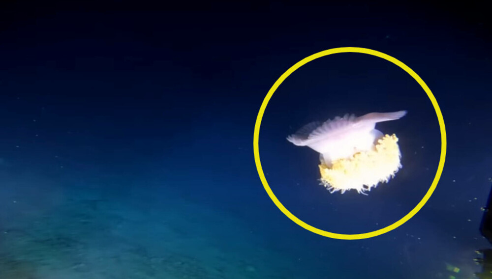 VIDEO. Ce creaturi au descoperit scafandrii de mare adâncime în Oceanul Indian: ”O oază de viață” - Imaginea 5