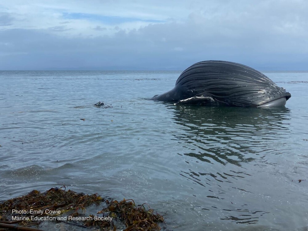 O balenă eșuată s-a umflat „ca un balon” și riscă să „explodeze” pe o plajă. GALERIE FOTO - Imaginea 1