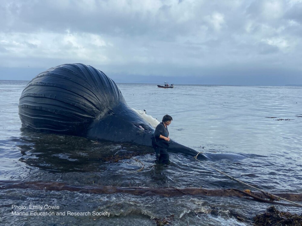 O balenă eșuată s-a umflat „ca un balon” și riscă să „explodeze” pe o plajă. GALERIE FOTO - Imaginea 2