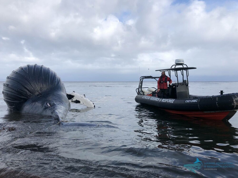 O balenă eșuată s-a umflat „ca un balon” și riscă să „explodeze” pe o plajă. GALERIE FOTO - Imaginea 3