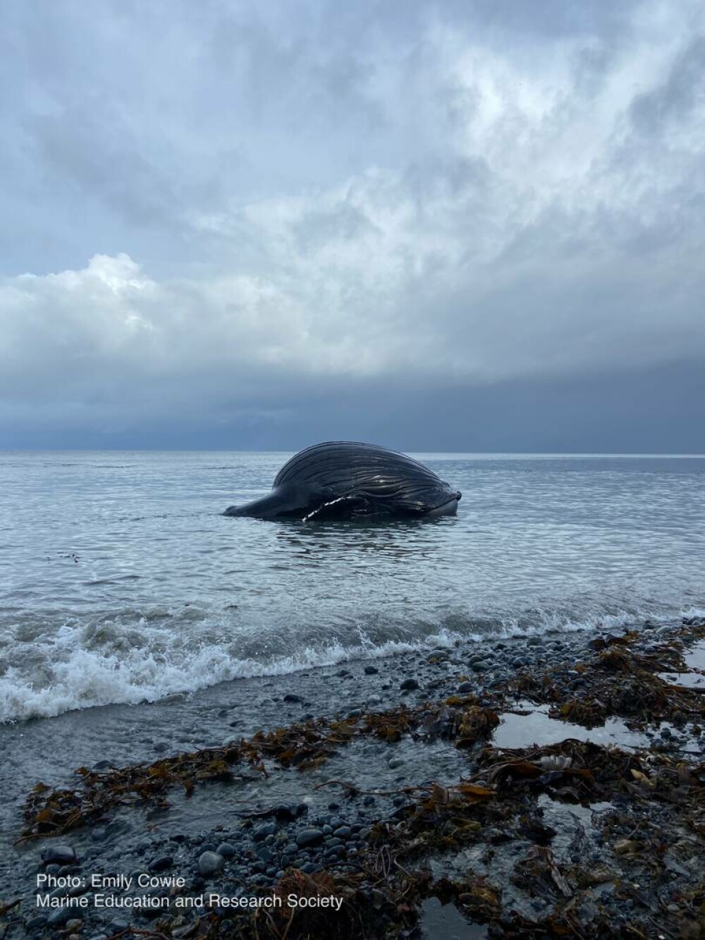 O balenă eșuată s-a umflat „ca un balon” și riscă să „explodeze” pe o plajă. GALERIE FOTO - Imaginea 5
