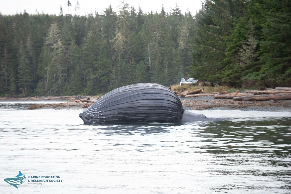 O balenă eșuată s-a umflat „ca un balon” și riscă să „explodeze” pe o plajă. GALERIE FOTO - Imaginea 7