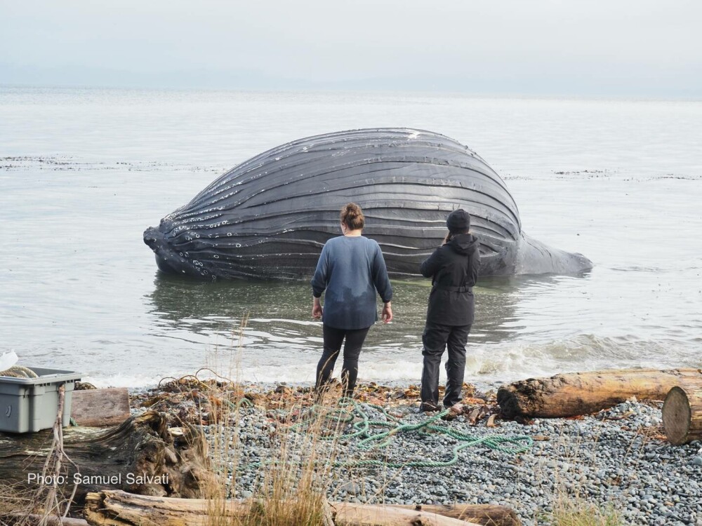 O balenă eșuată s-a umflat „ca un balon” și riscă să „explodeze” pe o plajă. GALERIE FOTO - Imaginea 9