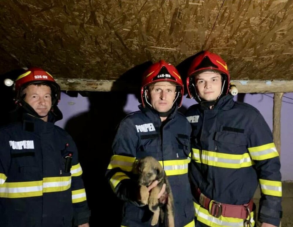 Pompierii din Sibiu au salvat un căţel care a căzut în canalul de aproape 4 metri adâncime săpat pentru o fântână. FOTO - Imaginea 1
