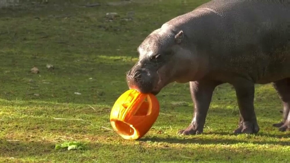 Surprize pentru animalele de la gradina zoologică de Wisconsin. Halloweenul a venit mai devreme în acest an. GALERIE FOTO - Imaginea 1