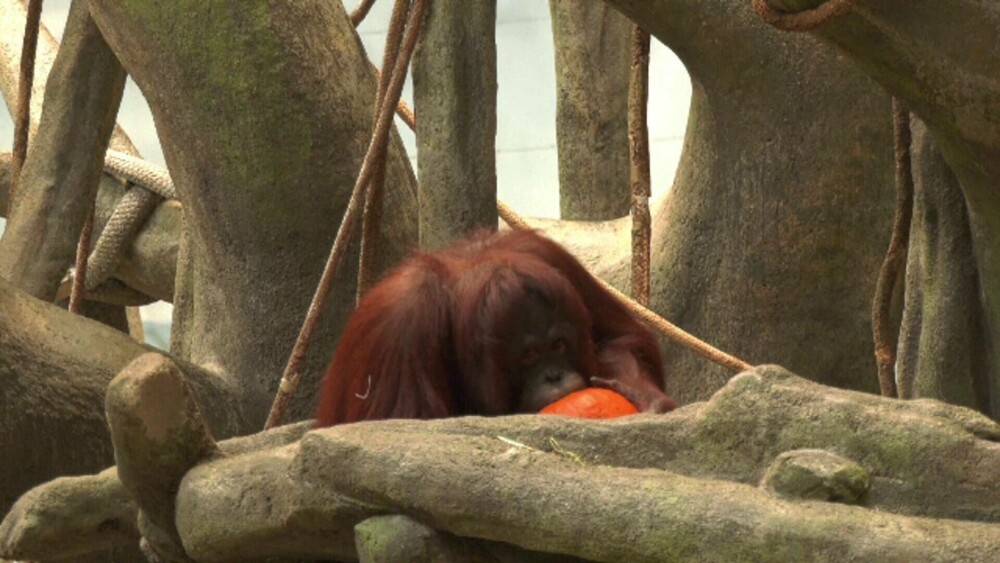 Surprize pentru animalele de la gradina zoologică de Wisconsin. Halloweenul a venit mai devreme în acest an. GALERIE FOTO - Imaginea 3