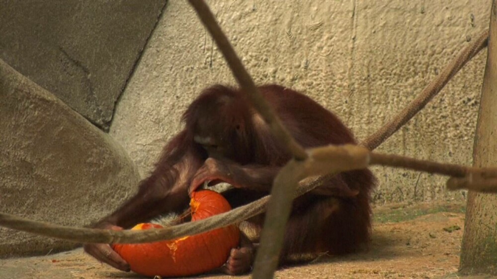 Surprize pentru animalele de la gradina zoologică de Wisconsin. Halloweenul a venit mai devreme în acest an. GALERIE FOTO - Imaginea 6