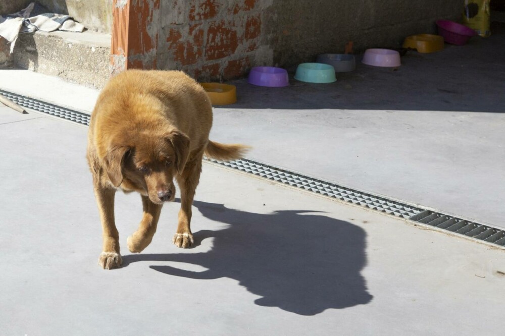 Bobi, cel mai bătrân câine din lume, a murit la vârsta de 31 de ani și 5 luni. „Ce viață minunată ai avut!”. GALERIE FOTO - Imaginea 3
