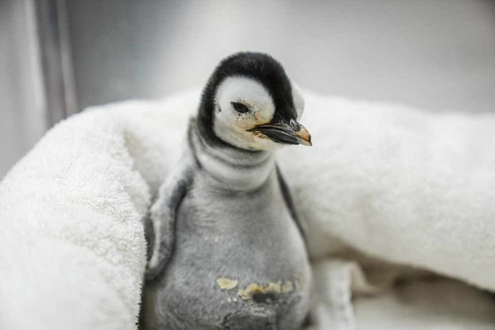 Pinguinul imperial, pe cale de dispariție. Cum arată un pui care a fost adus pe lume pentru prima dată după 13 ani. FOTO - Imaginea 1