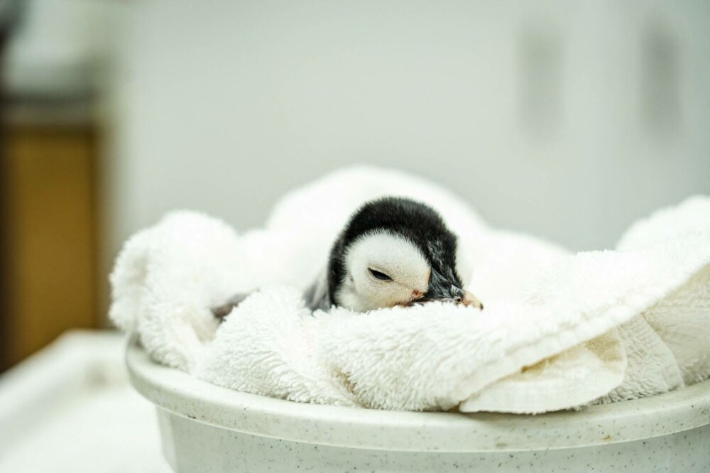 Pinguinul imperial, pe cale de dispariție. Cum arată un pui care a fost adus pe lume pentru prima dată după 13 ani. FOTO - Imaginea 2
