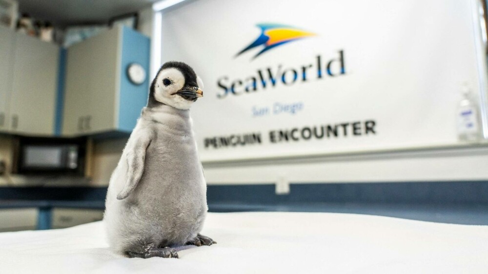 Pinguinul imperial, pe cale de dispariție. Cum arată un pui care a fost adus pe lume pentru prima dată după 13 ani. FOTO - Imaginea 3