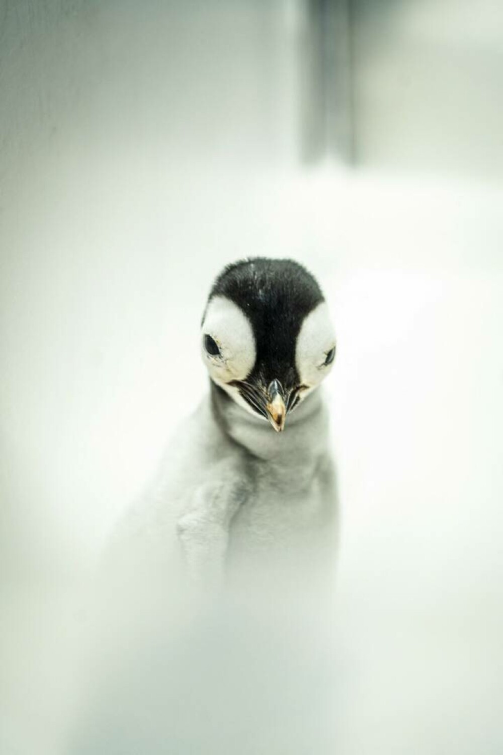 Pinguinul imperial, pe cale de dispariție. Cum arată un pui care a fost adus pe lume pentru prima dată după 13 ani. FOTO - Imaginea 4