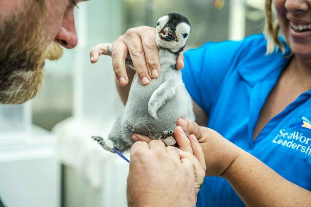 Pinguinul imperial, pe cale de dispariție. Cum arată un pui care a fost adus pe lume pentru prima dată după 13 ani. FOTO - Imaginea 5