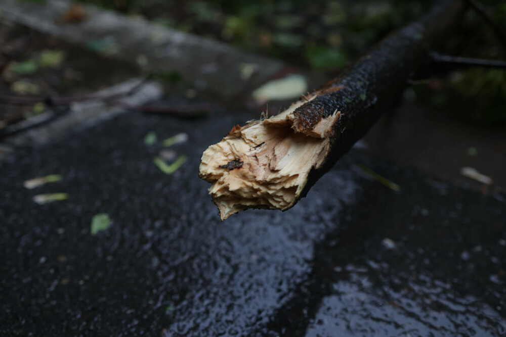 Vreme extremă în aproape toată țara. Cod roșu de ploi, vijelii periculoase și ninsori. ”Anotimpul s-a schimbat peste noapte” - Imaginea 19