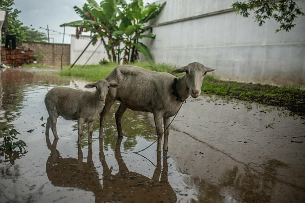 Bilanțul ploilor torențiale din Mexic a crescut la 47 de morți. Salvatorii încearcă să deblocheze drumurile. GALERIE FOTO - Imaginea 13