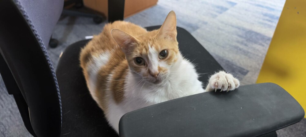 Huawei Pura 80 Ultra: telefonul care e mai mult cameră decât smartphone - Imaginea 11