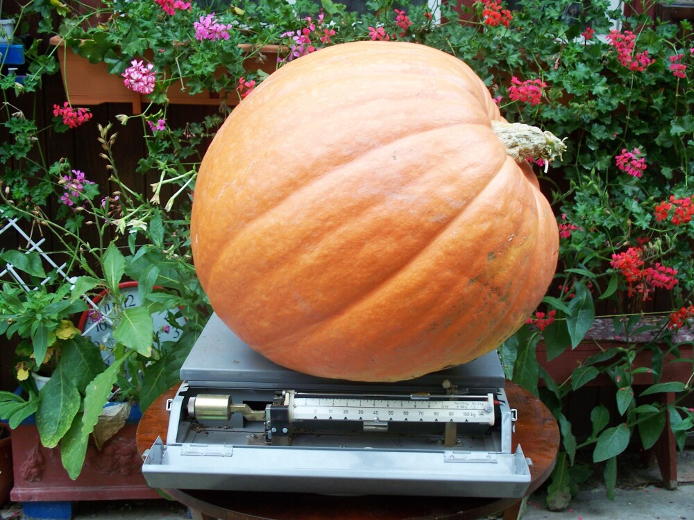 Ce e mare, portocaliu si are aproape 50 de kg? - Imaginea 1