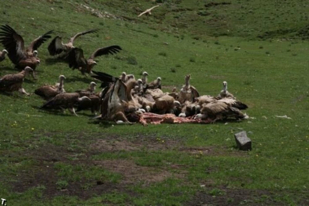 IMAGINI SOCANTE! Ritual barbar in Tibet: mancat de vulturi dupa moarte! - Imaginea 6