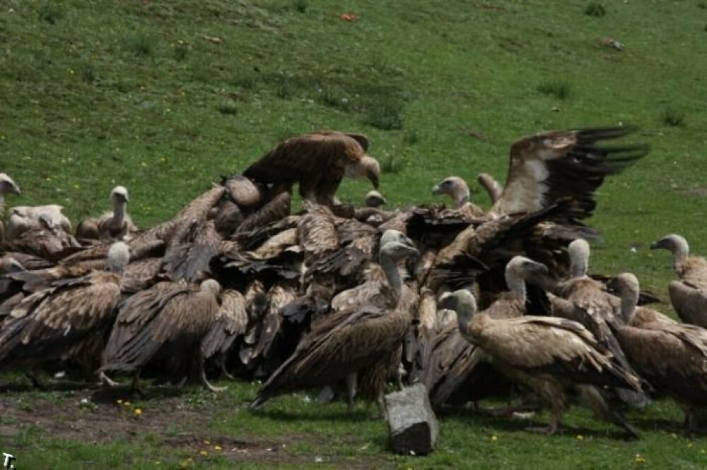 IMAGINI SOCANTE! Ritual barbar in Tibet: mancat de vulturi dupa moarte! - Imaginea 8