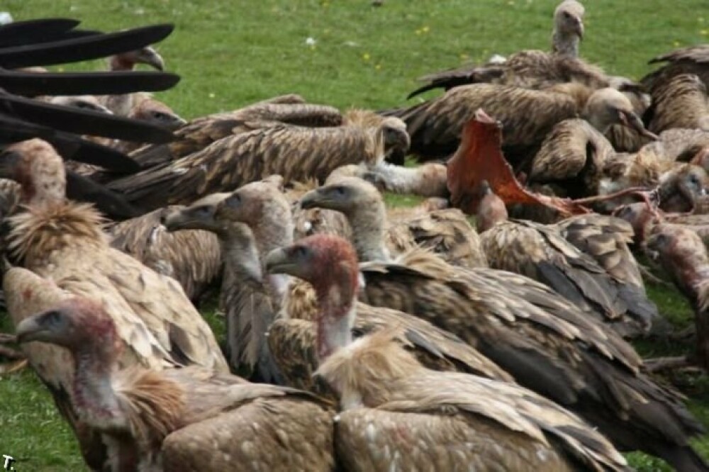 IMAGINI SOCANTE! Ritual barbar in Tibet: mancat de vulturi dupa moarte! - Imaginea 9