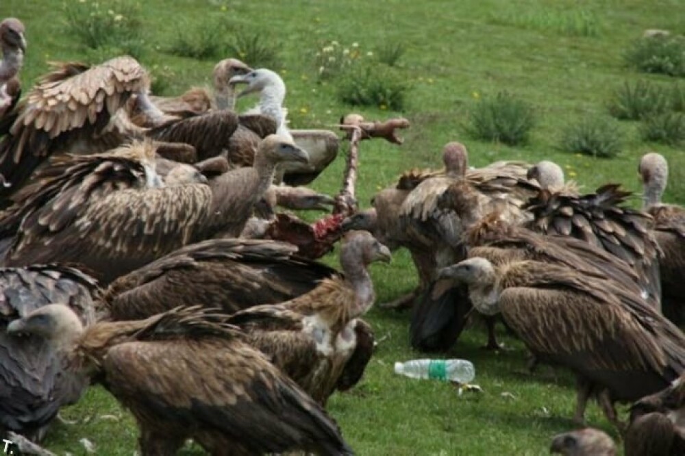 IMAGINI SOCANTE! Ritual barbar in Tibet: mancat de vulturi dupa moarte! - Imaginea 10
