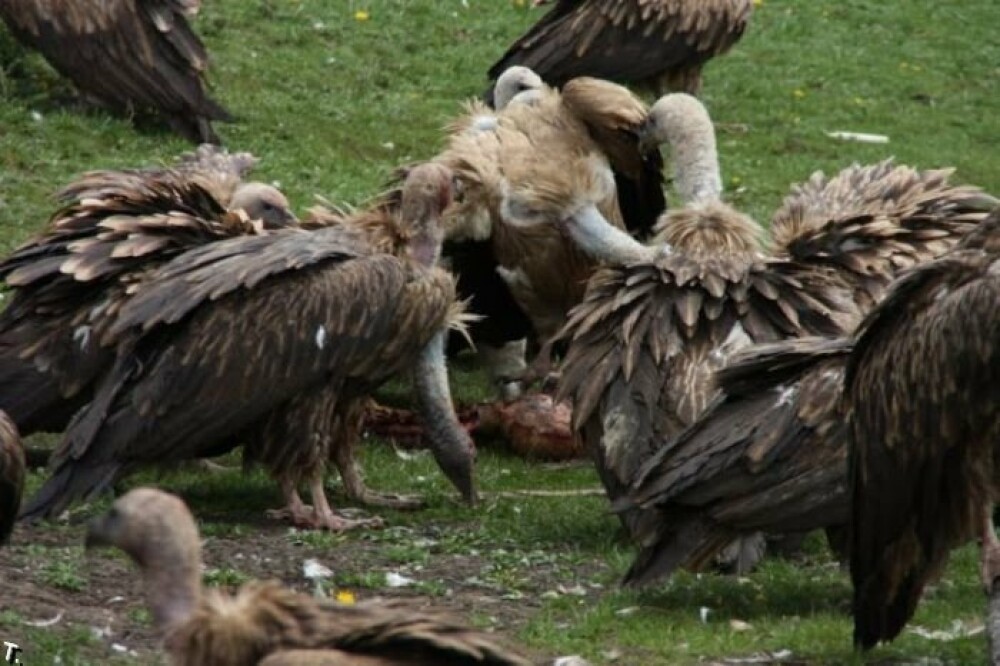 IMAGINI SOCANTE! Ritual barbar in Tibet: mancat de vulturi dupa moarte! - Imaginea 11