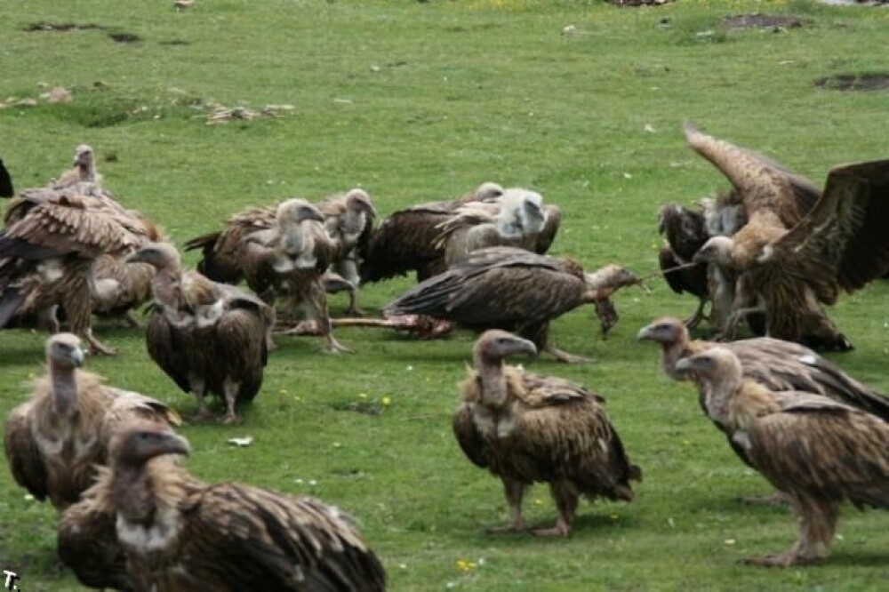 IMAGINI SOCANTE! Ritual barbar in Tibet: mancat de vulturi dupa moarte! - Imaginea 13