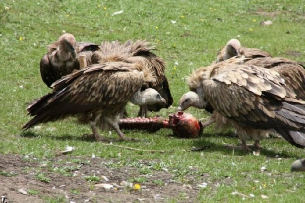 IMAGINI SOCANTE! Ritual barbar in Tibet: mancat de vulturi dupa moarte! - Imaginea 14