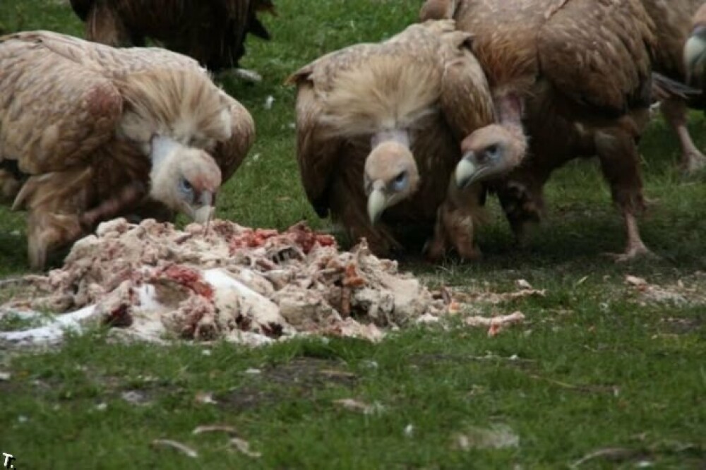 IMAGINI SOCANTE! Ritual barbar in Tibet: mancat de vulturi dupa moarte! - Imaginea 28