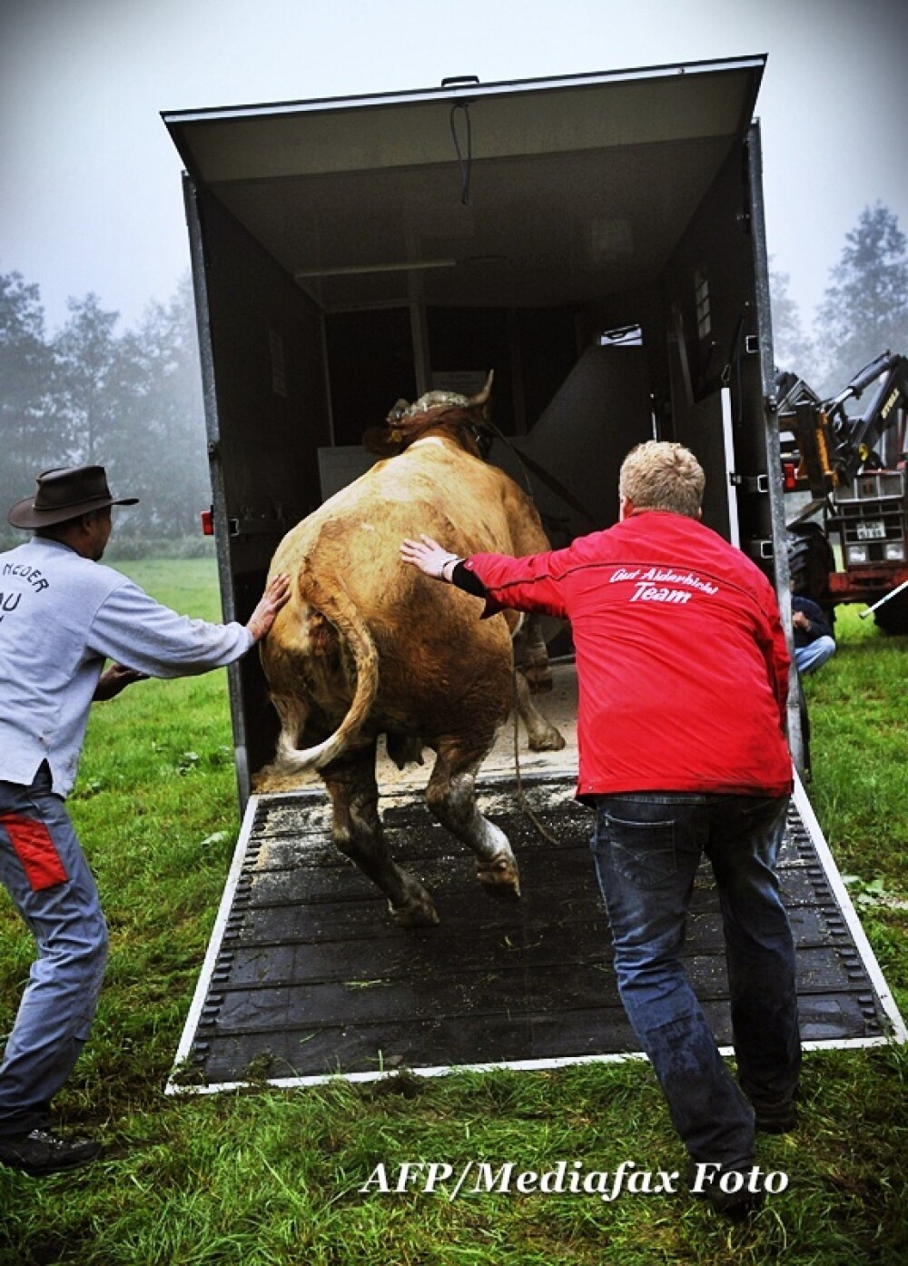 Vaca Yvonne, fugita de acasa de trei luni, a fost gasita. FOTO de la prinderea vacii pribege - Imaginea 5