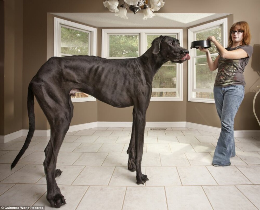 Caine de 2.2 metri inaltime si hot dog de 3 kilograme. GALERIE FOTO cu recordurile Guiness Book 2012 - Imaginea 1