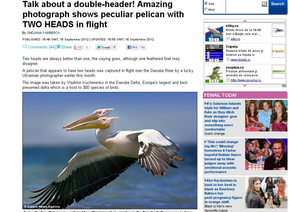 Pelicanul cu doua capete din Delta Dunarii, imaginea care naste controverse. Ce spun specialistii - Imaginea 1