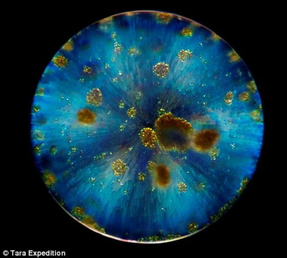 FOTO. Descoperire fara precedent. Peste 1,5 milioane de noi forme de viata, identificate pe Terra - Imaginea 4