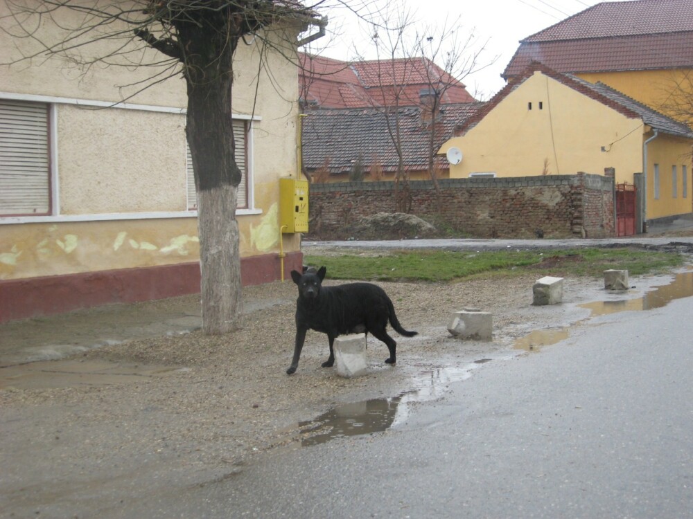 Aproape 800 de aradeni au fost muscati de caini in acest an. Cati maidanezi exista in municipiu - Imaginea 6