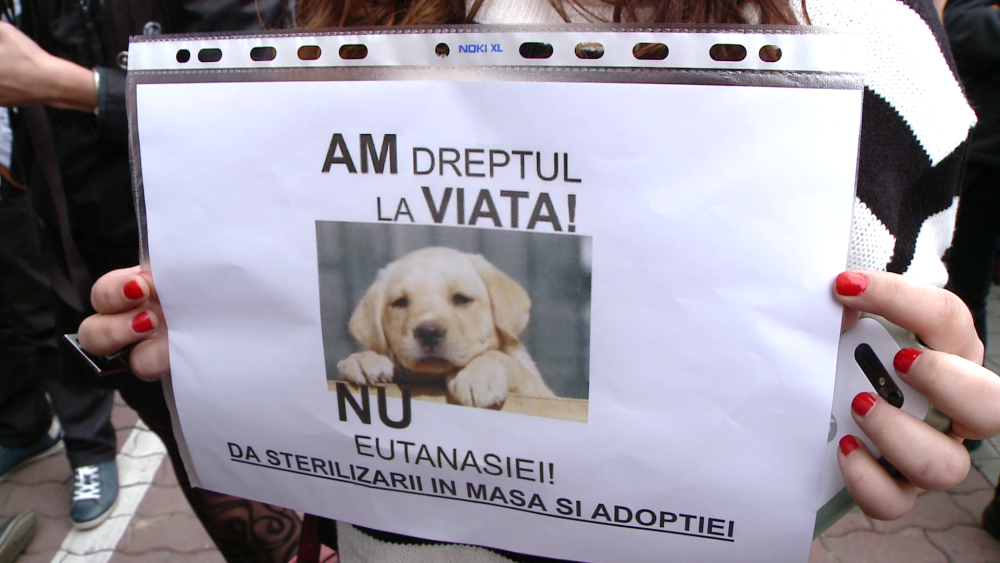 Protest impotriva eutanasierii. Iubitorii de animale cer sterilizarea cainilor si nu uciderea lor - Imaginea 11