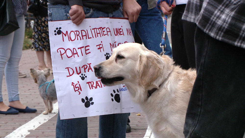 Protest impotriva eutanasierii. Iubitorii de animale cer sterilizarea cainilor si nu uciderea lor - Imaginea 12